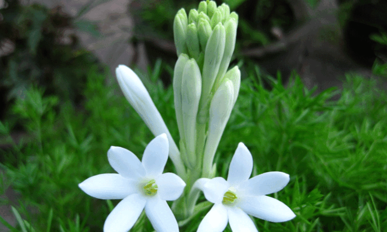 পারিবারিক টুকরো কথা— ৪