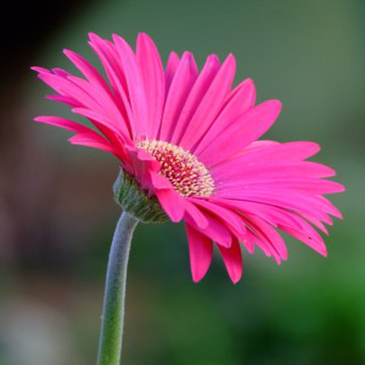 পারিবারিক টুকরো কথা—২